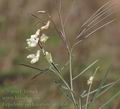 Lathyrus_pannonicus_ah1339