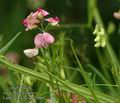 Lathyrus_sylvestris_a861