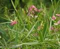 Lathyrus_sylvestris_a862