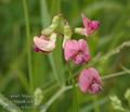 Lathyrus_sylvestris_a863