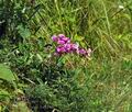 Lathyrus_sylvestris_bs2448