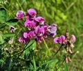 Lathyrus_sylvestris_bs2457