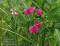 Lathyrus_tuberosus_a325