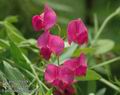 Lathyrus_tuberosus_a326