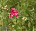 Lathyrus_tuberosus_ab5804