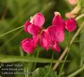 Lathyrus_tuberosus_ab5834