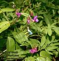 Lathyrus_vernus_4816