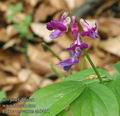 Lathyrus_vernus_ab0498