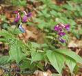 Lathyrus_vernus_ab0502