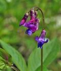 Lathyrus_vernus_bt6179