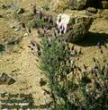 Lavandula_stoechas_4824