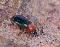 Lebia_chlorocephala_11396