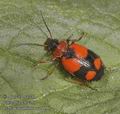 Lebia_cruxminor_aa7896