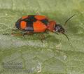 Lebia_cruxminor_aa7898