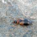 Lebia_scapularis_al0875