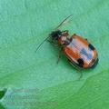 Lebia_trimaculata_ae5105