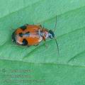 Lebia_trimaculata_ae5110