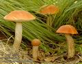 Leccinum_aurantiacum_a5831