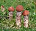 Leccinum_aurantiacum_be2786