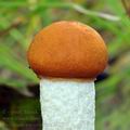 Leccinum_aurantiacum_bi2594