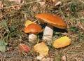 Leccinum_aurantiacum_11070