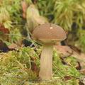 Leccinum_brunneogriseolum_ag2152