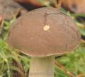 Leccinum_brunneogriseolum_ag2158