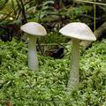 Leccinum_brunneogriseolum_al6084