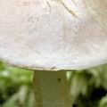 Leccinum_brunneogriseolum_al6087