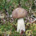 Leccinum_brunneogriseolum_am0170