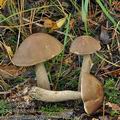 Leccinum_brunneogriseolum_bp0025