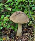 Leccinum_brunneogriseolum_bp0030