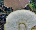 Leccinum_brunneogriseolum_bp0035