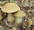 Leccinum_carpini_ac1287