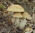 Leccinum_carpini_ac1298