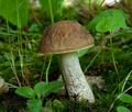 Leccinum_carpini_cd0496s