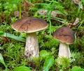 Leccinum_carpini_cd0518s