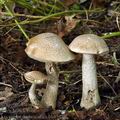 Leccinum_duriusculum_bh8549