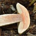 Leccinum_duriusculum_bh8570