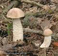 Leccinum_nucatum_ab9799