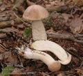 Leccinum_nucatum_ab9807