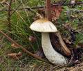 Leccinum_nucatum_bs9016