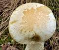 Leccinum_nucatum_bs9017