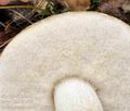 Leccinum_nucatum_bs9024