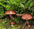 Leccinum_piceinum_bh7020