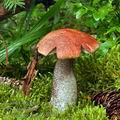 Leccinum_piceinum_bh7031