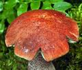 Leccinum_piceinum_bh7034