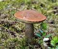 Leccinum_piceinum_cd1297