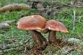 Leccinum_piceinum_jb5757