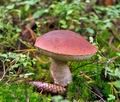 Leccinum_piceinum_jf8965